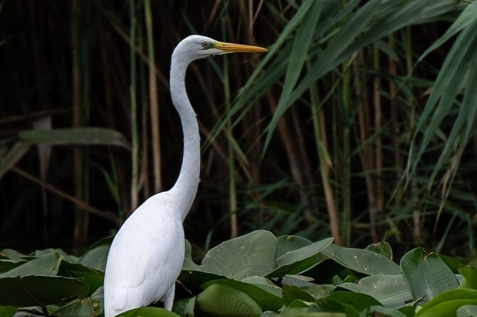 Danube Delta - Private Tour with Boat Trip & Traditional Lunch - A traditional fish lunch for 70 RON