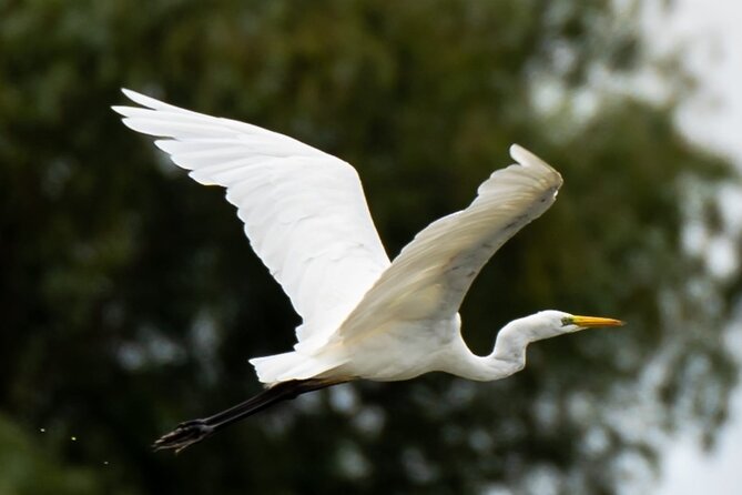 Danube Delta - Private Tour with Boat Trip & Traditional Lunch - What the $227.70 price really buys you