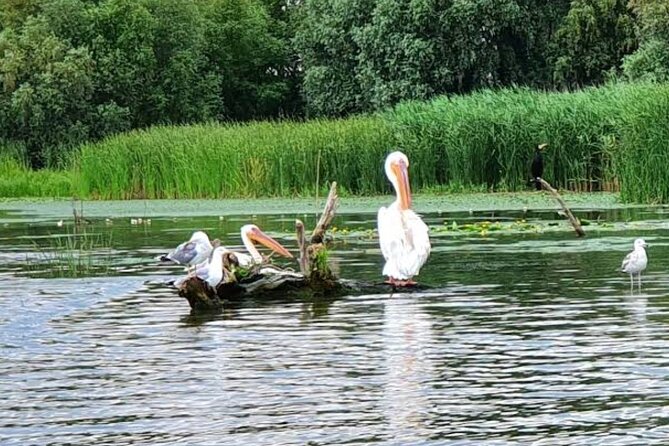 Danube Delta - Private Tour with Boat Trip & Traditional Lunch - Who will enjoy this day most