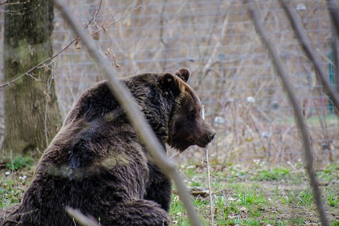 Day Trip Bear Sanctuary, Bran Castle, Rasnov Fortress from Brasov - What the vehicle and guide add
