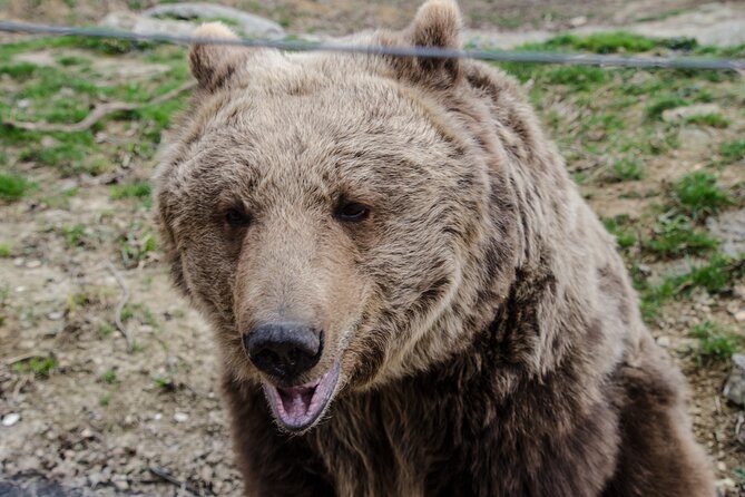 Day Trip Bear Sanctuary, Bran Castle, Rasnov Fortress from Brasov - Practical advice for making the day smoother
