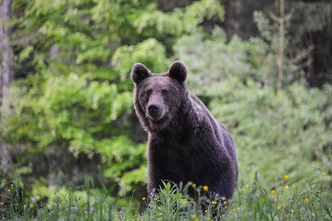 Day Trip & Bear Watching in the Land of Volcanoes - Key details before you book