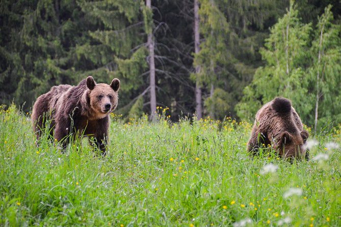 Day Trip & Bear Watching in the Land of Volcanoes - Leaving Brasov at 9 a.m.