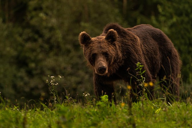 Day Trip & Bear Watching in the Land of Volcanoes - Lunch and the road to Balvanyos
