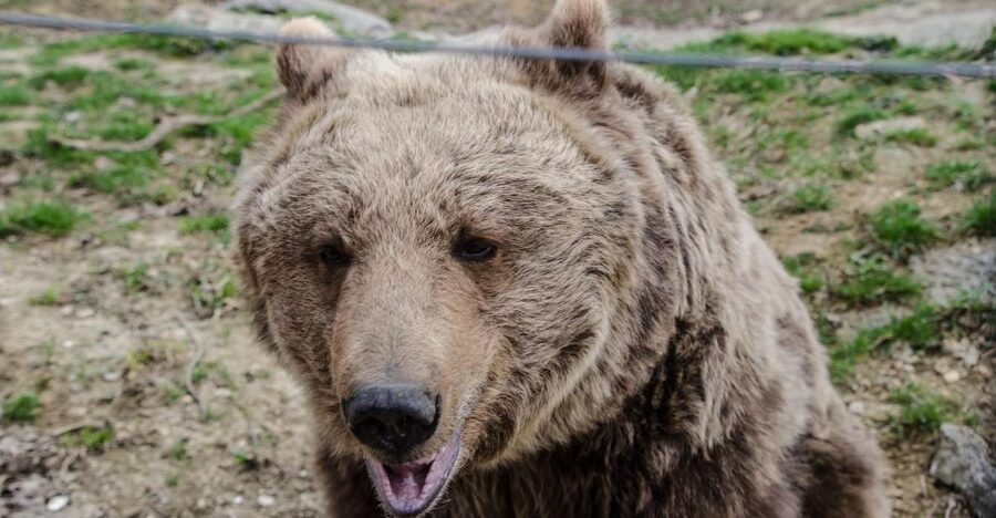 Day trip Bran Castle, Rasnov Fortress and Bear Sanctuary - Why this three-stop route works