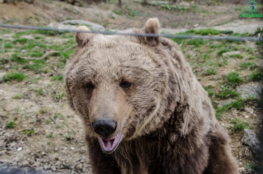 Day trip Bran Castle, Rasnov Fortress and Bear Sanctuary - Bran Castle: famous, atmospheric, and time-limited