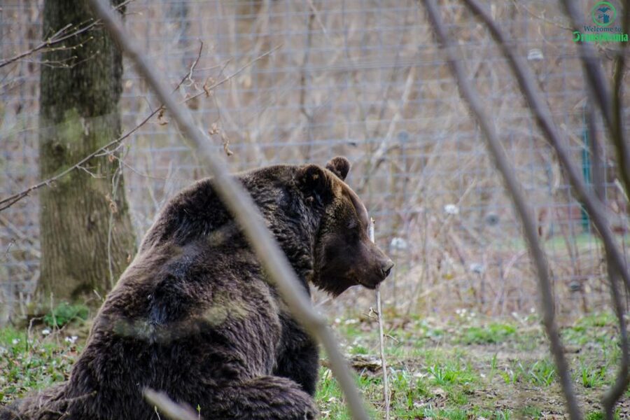 Day trip Bran Castle, Rasnov Fortress and Bear Sanctuary - Who should book this Transylvania day trip?