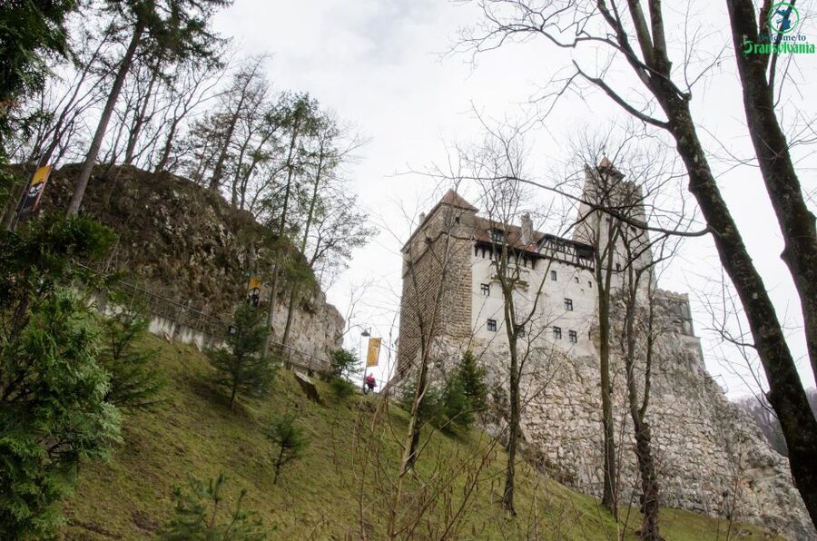 Day trip Bran Castle, Rasnov Fortress and Bear Sanctuary - LiBEARty Sanctuary: the day’s most meaningful stop