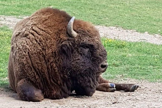 Day trip from Brasov: Bison reserve & traditional lunch - Key points at a glance