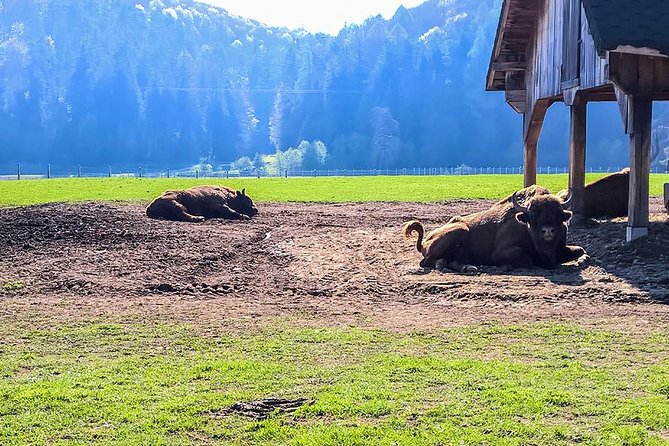 Day trip from Brasov: Bison reserve & traditional lunch - Leaving Brasov for the Carpathian foothills