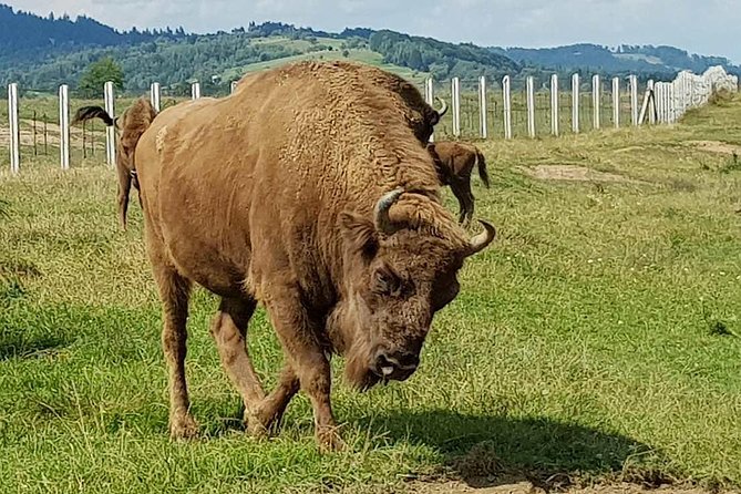 Day trip from Brasov: Bison reserve & traditional lunch - Meeting the bison at Valea Zimbrilor
