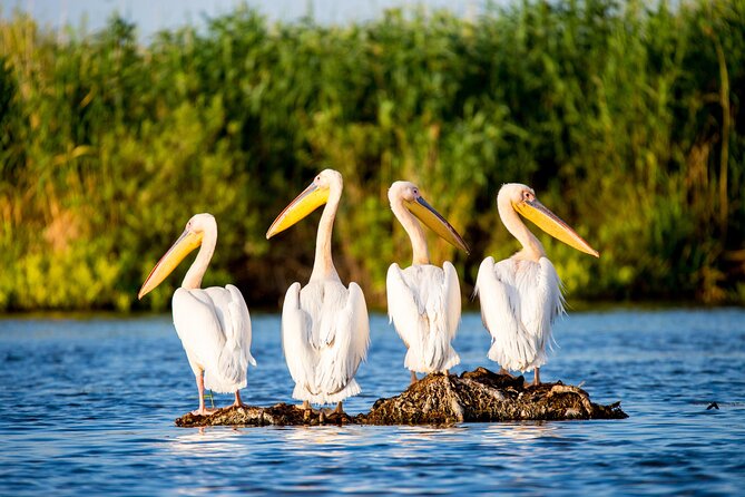 Day Trip from Bucharest to Danube Delta - Key points to know before booking