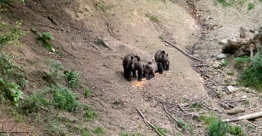 From Brasov: Bear Watching in the Wild - Key points to know before booking