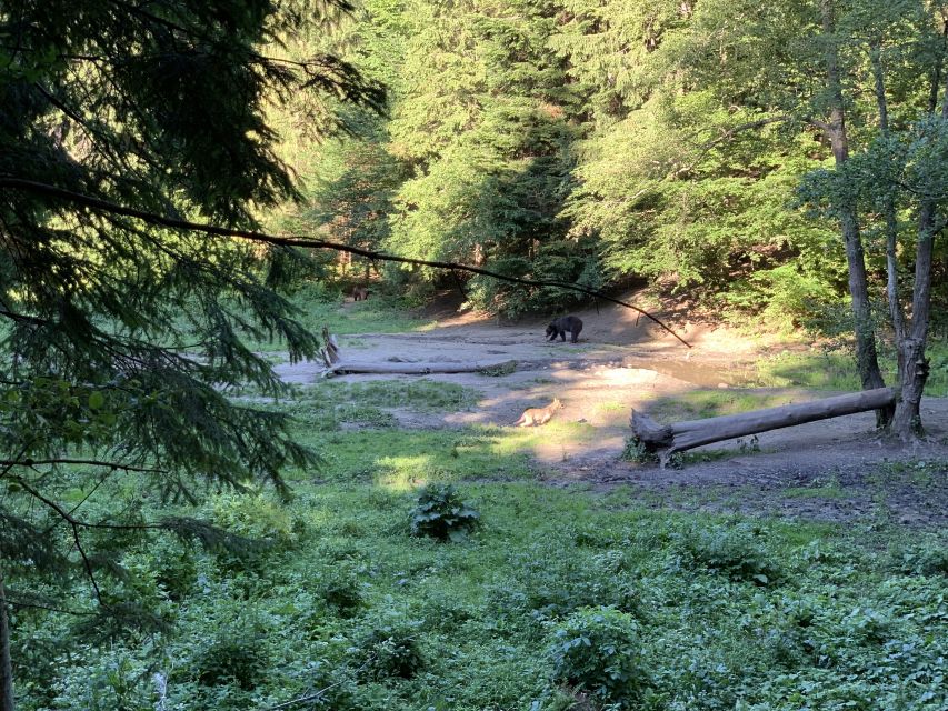 From Brasov: Bear Watching in the Wild - Leaving Brasov for the forest