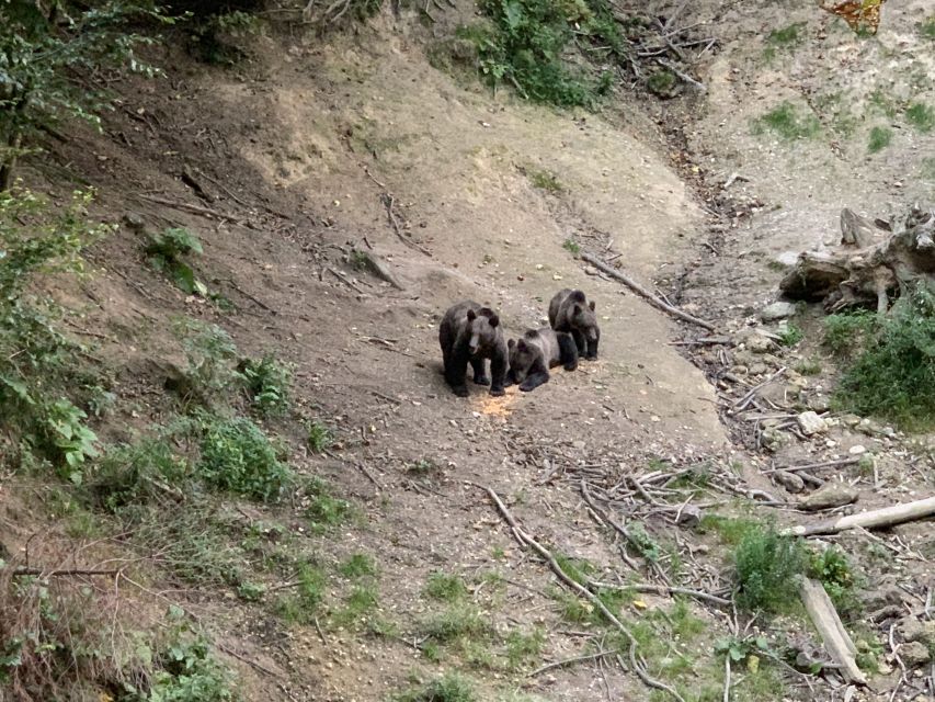 From Brasov: Bear Watching in the Wild - The 20-minute walk or jeep ride to the hide
