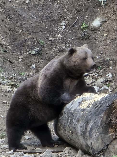From Brasov: Bear Watching in the Wild - Two hours watching bears in their habitat