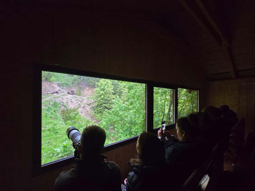 From Brasov: Bear Watching in the Wild - What the guide adds to the ride and viewing