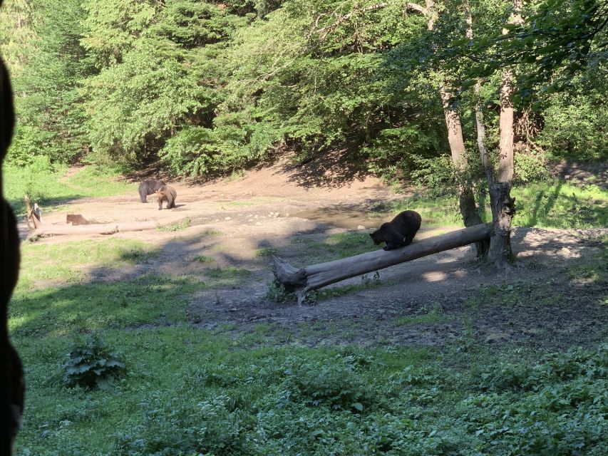 From Brasov: Bear Watching in the Wild - Price, duration, and overall value