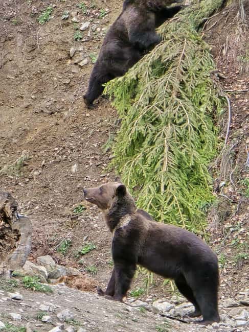 From Brasov: Bear Watching in the Wild - Who will enjoy this Brasov bear outing