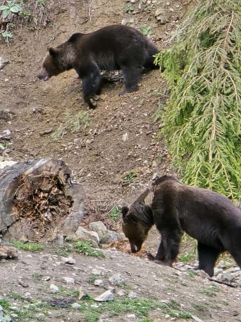 From Brasov: Bear Watching in the Wild - Practical advice for a smoother visit