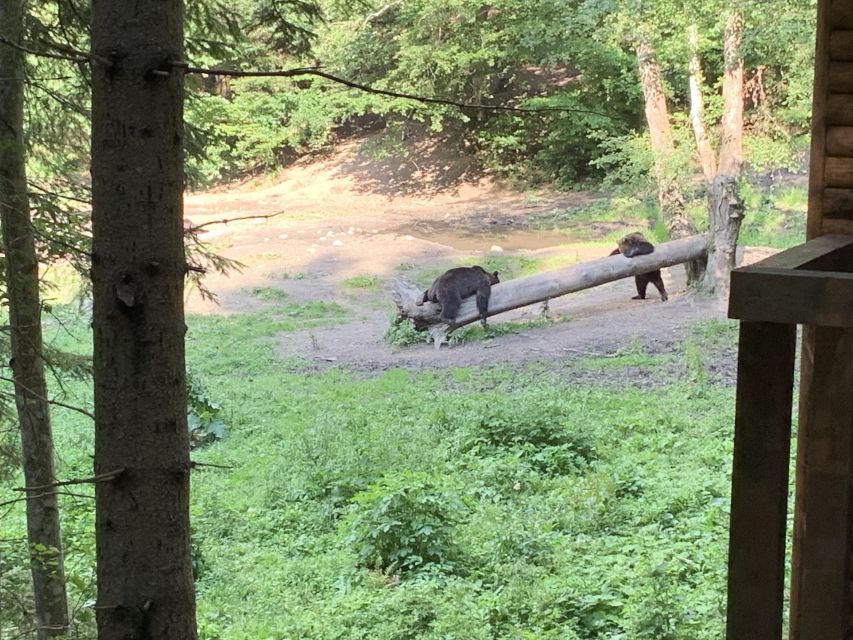 From Brasov: Bear Watching in the Wild - Meeting the ranger before the bears