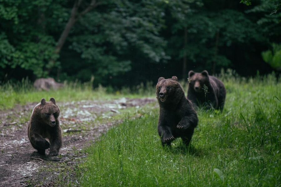 From Brasov: Brown Bear Watching in the Carpathian Mountains - Key points at a glance