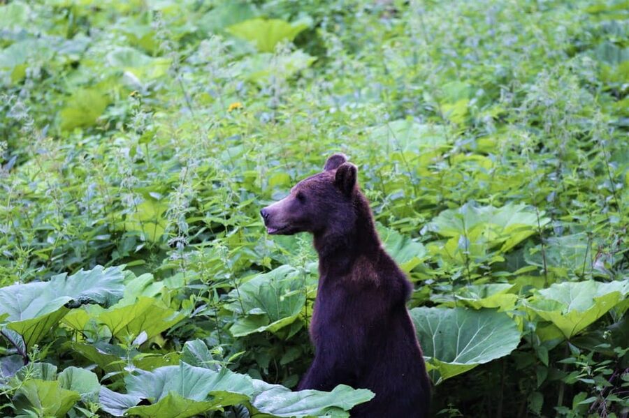 From Brasov: Brown Bear Watching in the Carpathian Mountains - Practical advice before you go