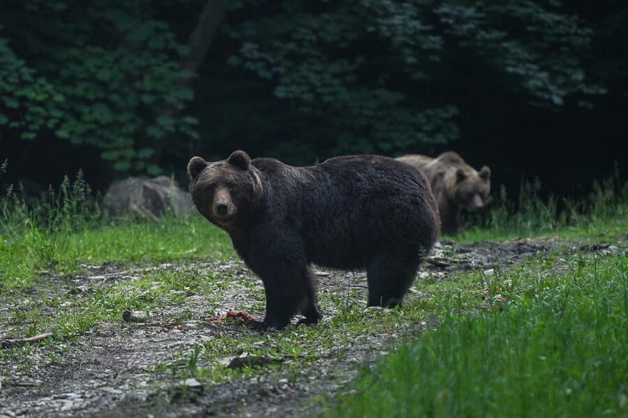 From Brasov: Brown Bear Watching in the Carpathian Mountains - Two hours watching bears from a shelter