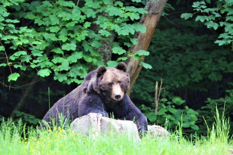 From Brasov: Brown Bear Watching in the Carpathian Mountains - What the guides add to the outing