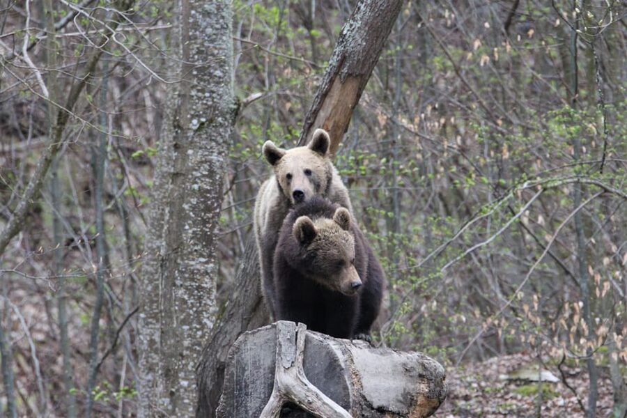 From Brasov: Brown Bear Watching in the Carpathian Mountains - Is the bear feeding natural?