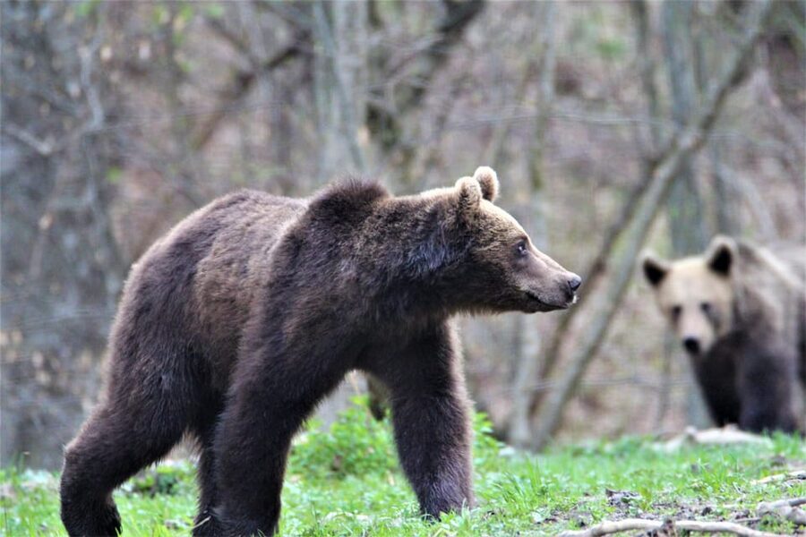 From Brasov: Brown Bear Watching in the Carpathian Mountains - How much patience will you need?