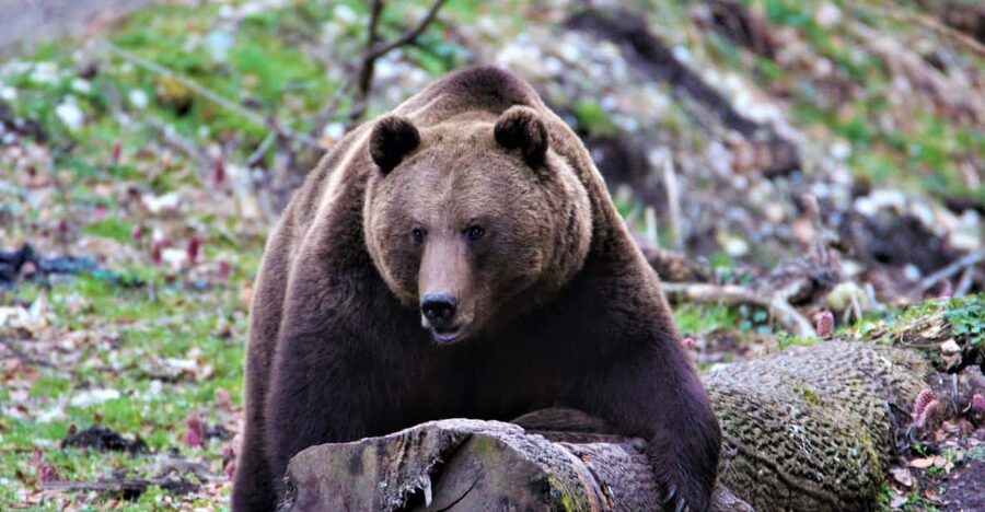 From Brasov: Brown Bear Watching in the Carpathian Mountains - What you get for $79