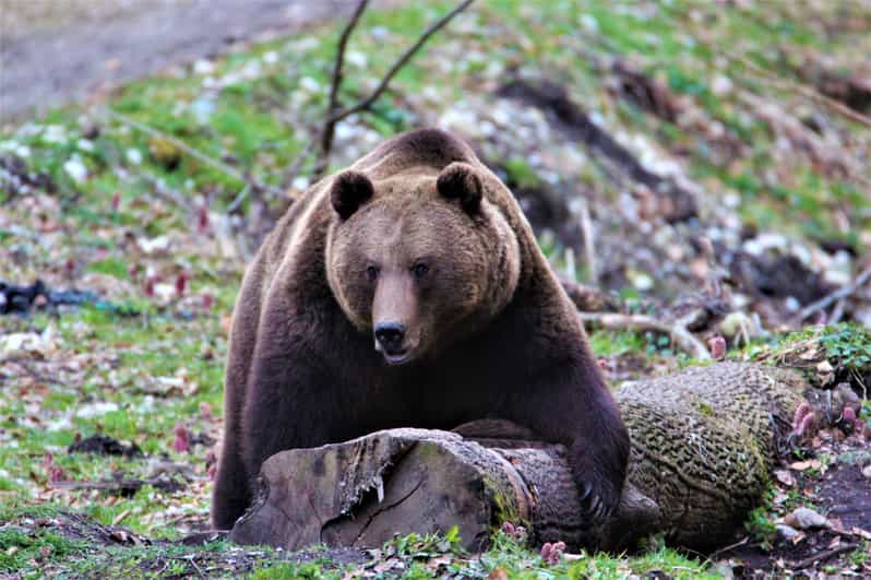 From Brasov: Brown Bear Watching in the Carpathian Mountains - Who should book this experience?
