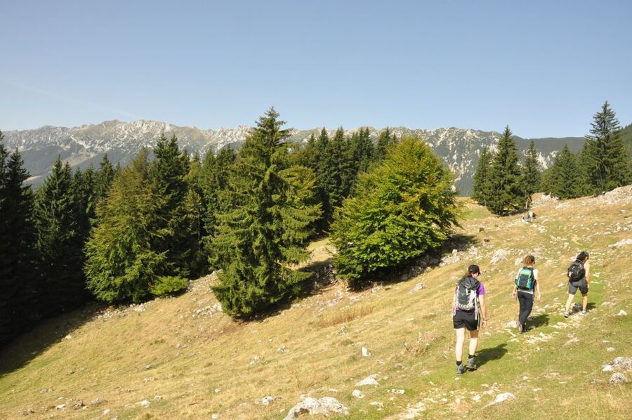 From Brasov: Piatra Craiului National Park Private Day Tour - Choosing between two hiking routes