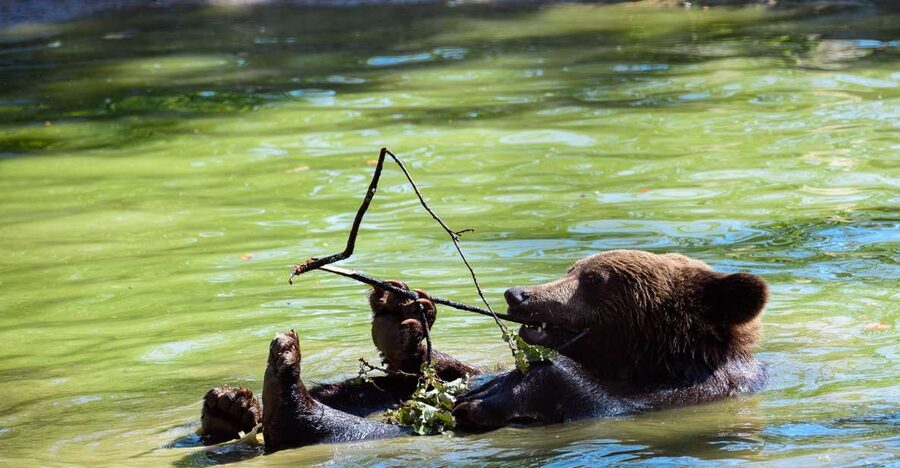 From Bucharest: Bear Sanctuary and Dracula Castle Day Tour - Key things to know before booking