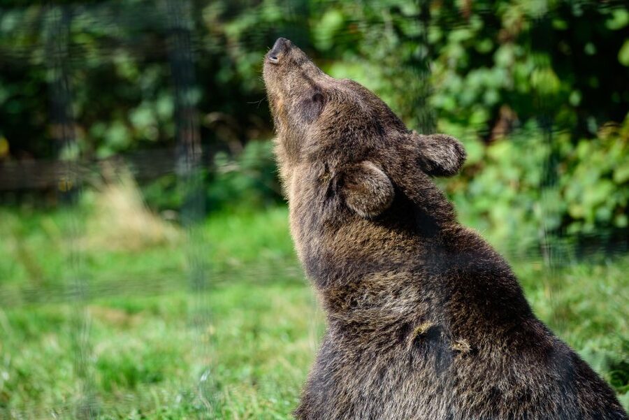 From Bucharest: Bear Sanctuary and Dracula Castle Day Tour - Why the bear sanctuary is the heart of the day
