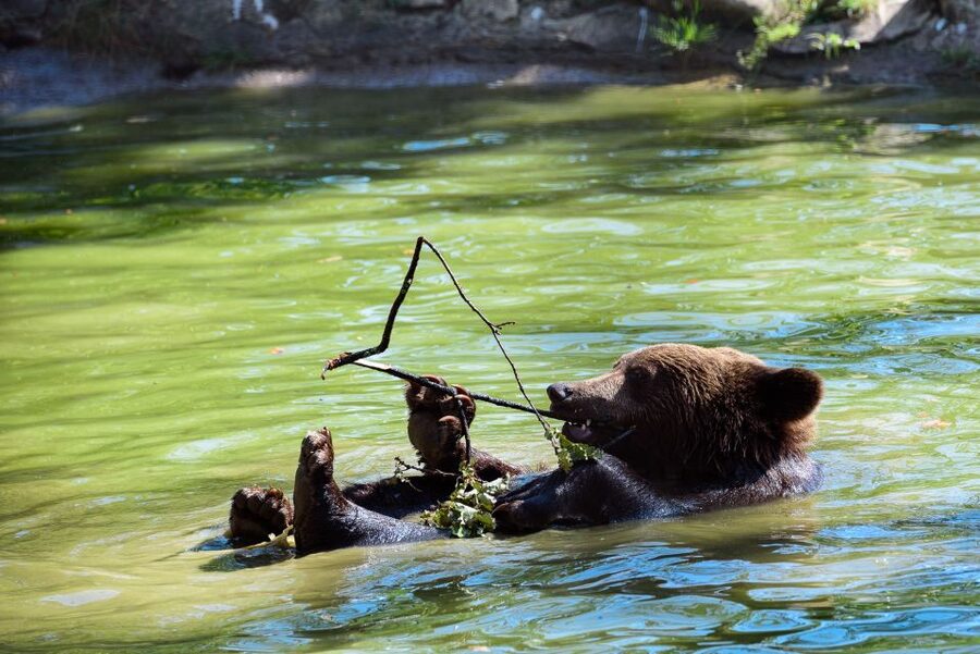 From Bucharest: Bear Sanctuary and Dracula Castle Day Tour - A practical look at the Bucharest departure