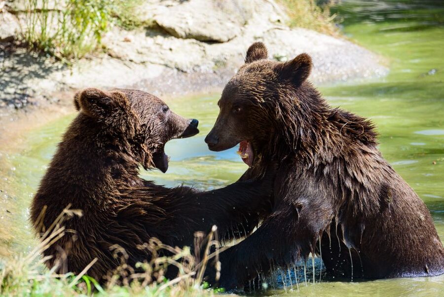 From Bucharest: Bear Sanctuary and Dracula Castle Day Tour - The final call: Is this Bucharest day trip worth it?
