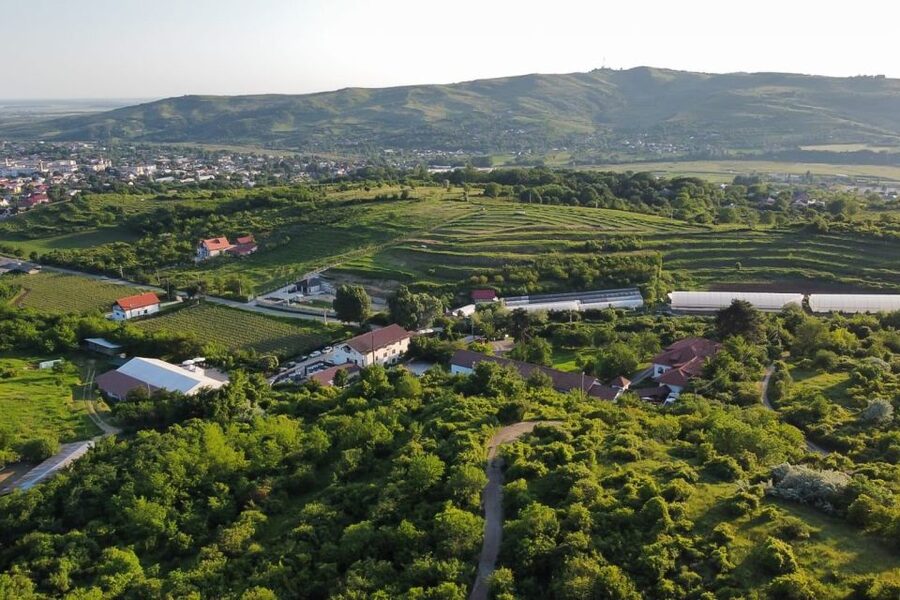 From Bucharest: Exclusive Dealu Mare Wine Tasting Tour - Lacerta Winery: modern methods with traditional goals