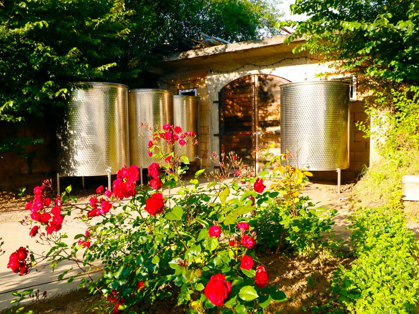 From Bucharest: Exclusive Dealu Mare Wine Tasting Tour - 1000 Chipuri offers a more personal wine visit