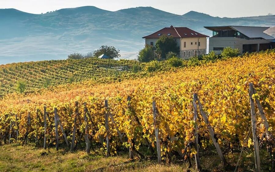 From Bucharest: Exclusive Dealu Mare Wine Tasting Tour - The Old Wine Road sets the tone