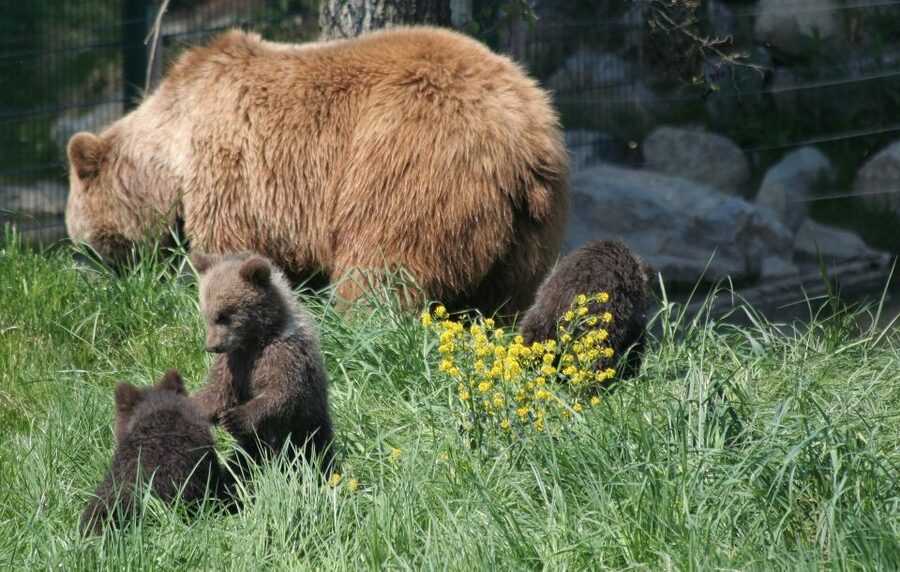 From Bucharest: Libearty Bear Sanctuary and Dracula's Castle - What makes the sanctuary worth your time