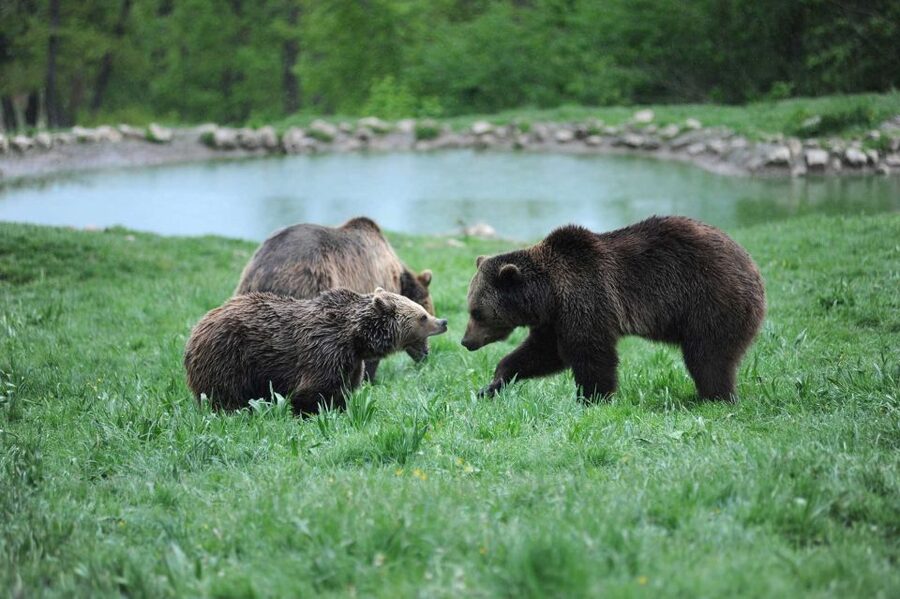 From Bucharest: Libearty Bear Sanctuary and Dracula's Castle - The Carpathian drive adds context