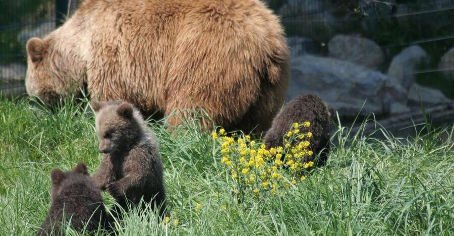 From Bucharest: Libearty Bear Sanctuary and Dracula's Castle - Food and free time in Bran