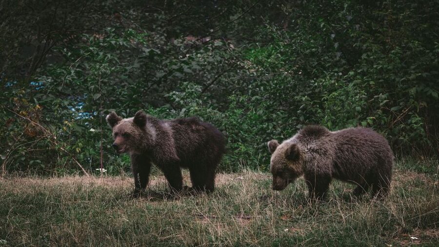 From Bucharest: Libearty Bear Sanctuary and Dracula's Castle - Is $159 good value?