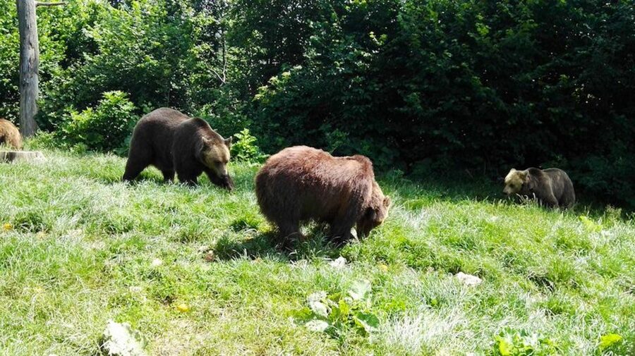 From Bucharest: Libearty Bear Sanctuary and Dracula's Castle - At Libearty, rescued bears have room to roam