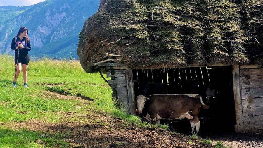 From Cluj-Napoca: Apuseni Mountains Hiking Guided Day Tour - Starting in Posaga de Sus and entering the beech forest