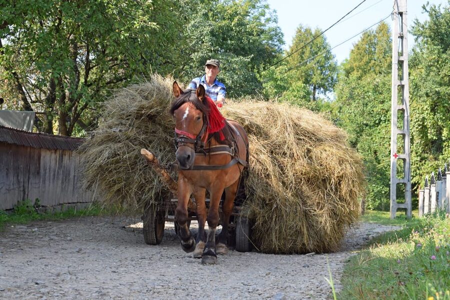 From Cluj-Napoca: Maramures Day Tour - A traditional lunch with local people