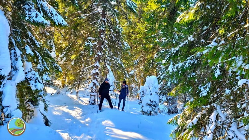 From Cluj: Winter Walking Trip on the Great Mountain - Key points at a glance