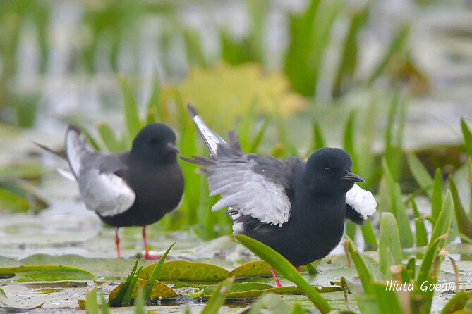 Guided Birdwatching day trip to the Danube Delta - private program - Why the Danube Delta is worth a full day